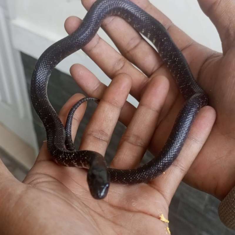 Mexican black king snake