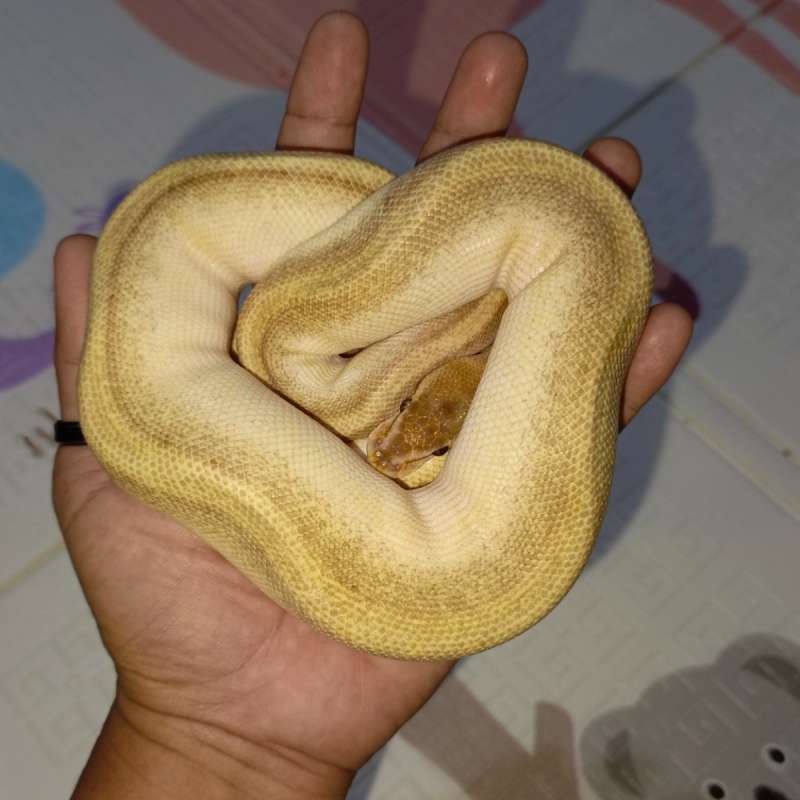 0.1 Lesser OD Genetic Stripe