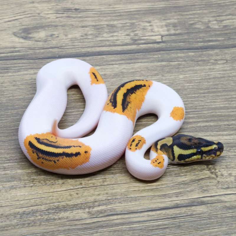 ORANGE DREAM YELLOW BELLY PIED