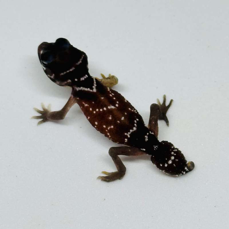 Knob Tailed Gecko Nephrurus Levis Levis