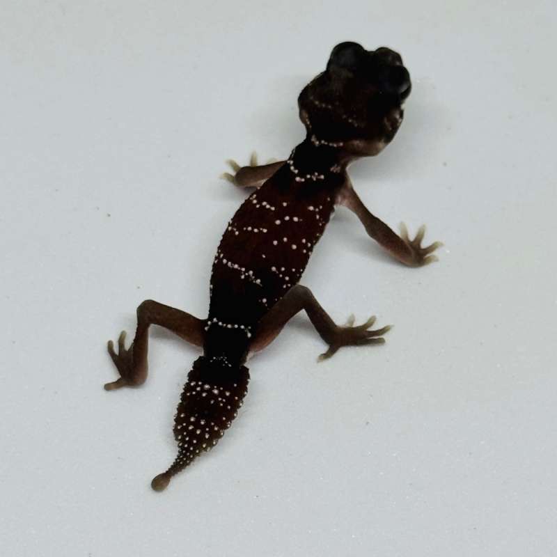 Knob Tailed Gecko Nephrurus Levis Levis