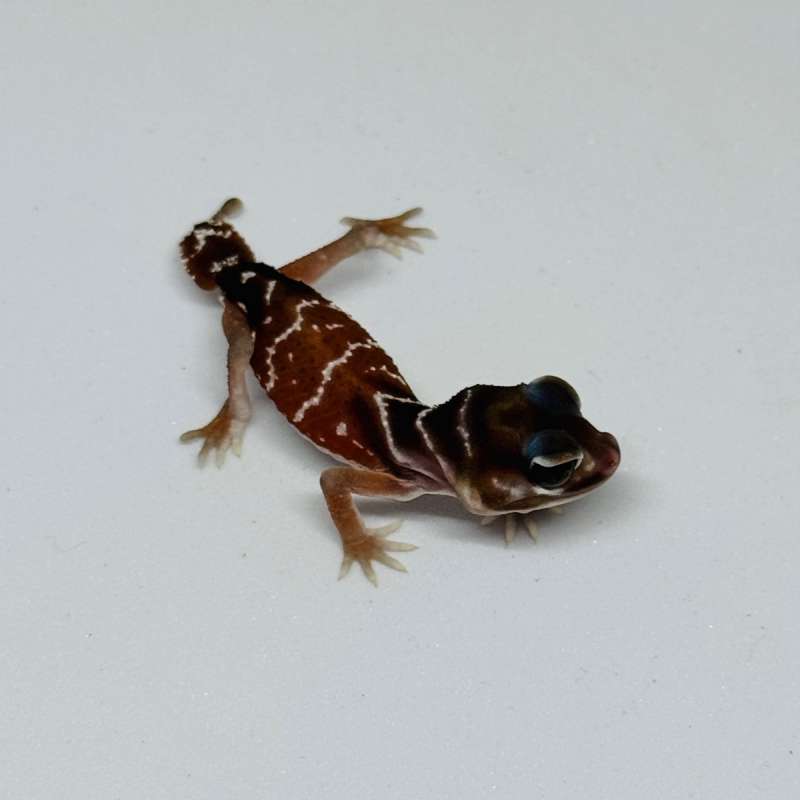 Knob Tailed Gecko Nephrurus Levis Levis