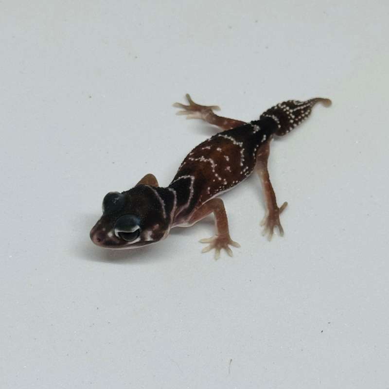 Knob Tailed Gecko Nephrurus Levis Levis