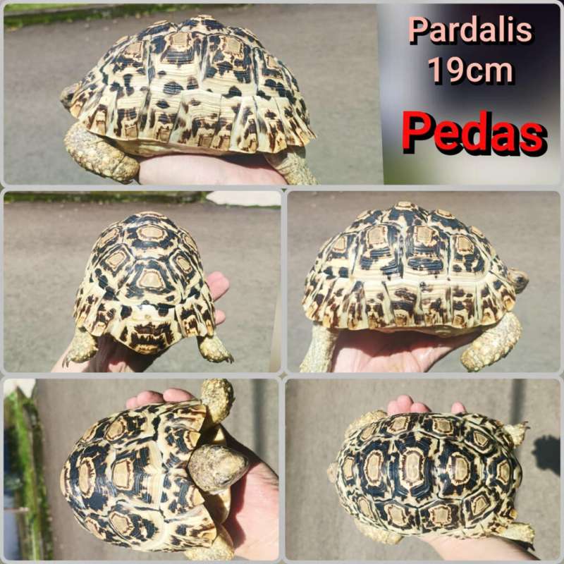 Kura Leopard Pardalis Snow