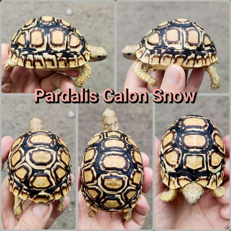 Kura Leopard Pardalis Snow