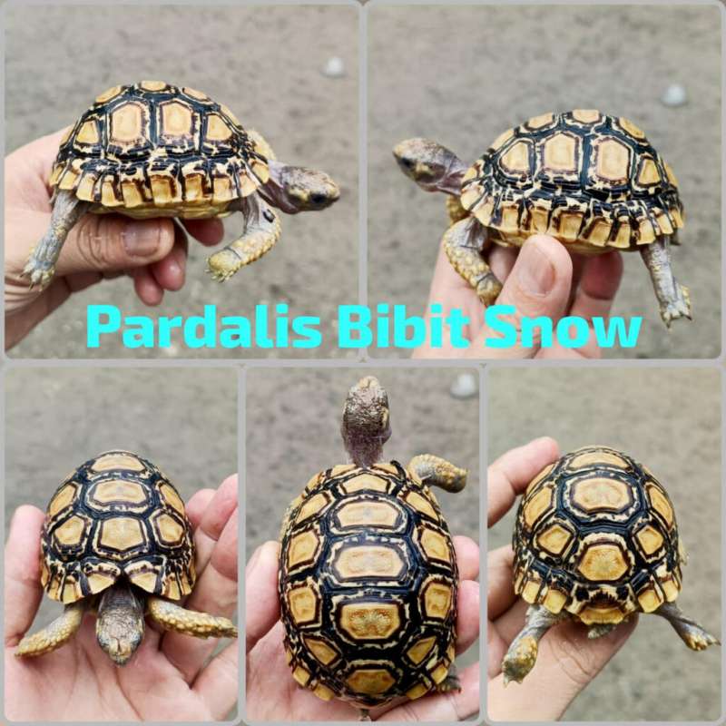 Kura Leopard Pardalis Snow