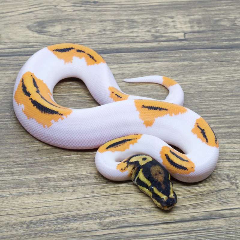 SUPER ORANGE DREAM YELLOW BELLY PIED