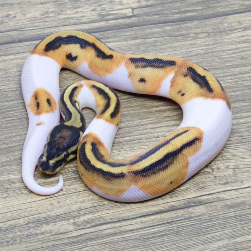 ORANGE DREAM PIED