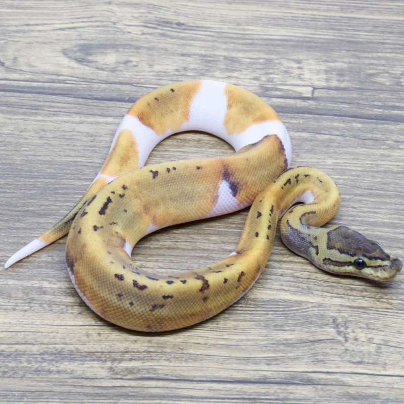PINSTRIPE PIED HET LAVENDER