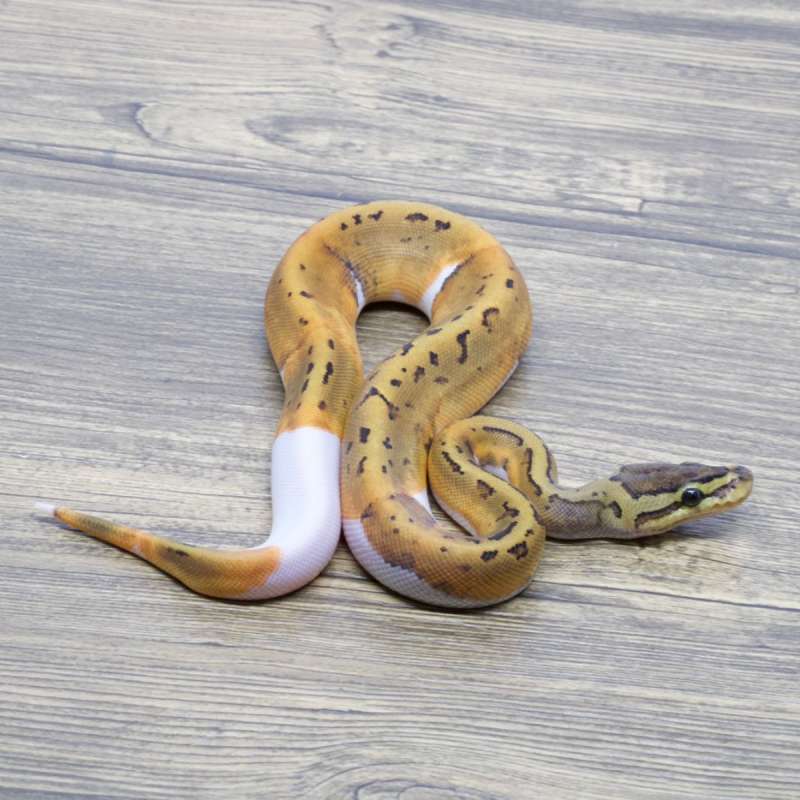 PINSTRIPE PIED HET LAVENDER