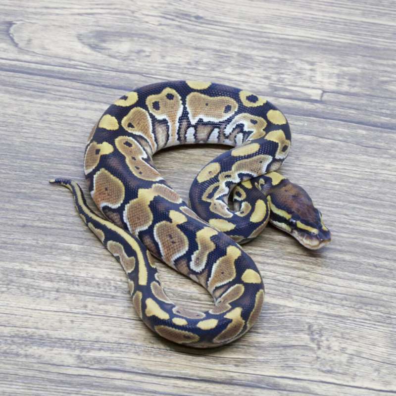 SPECIAL HET PIED HET HYPO