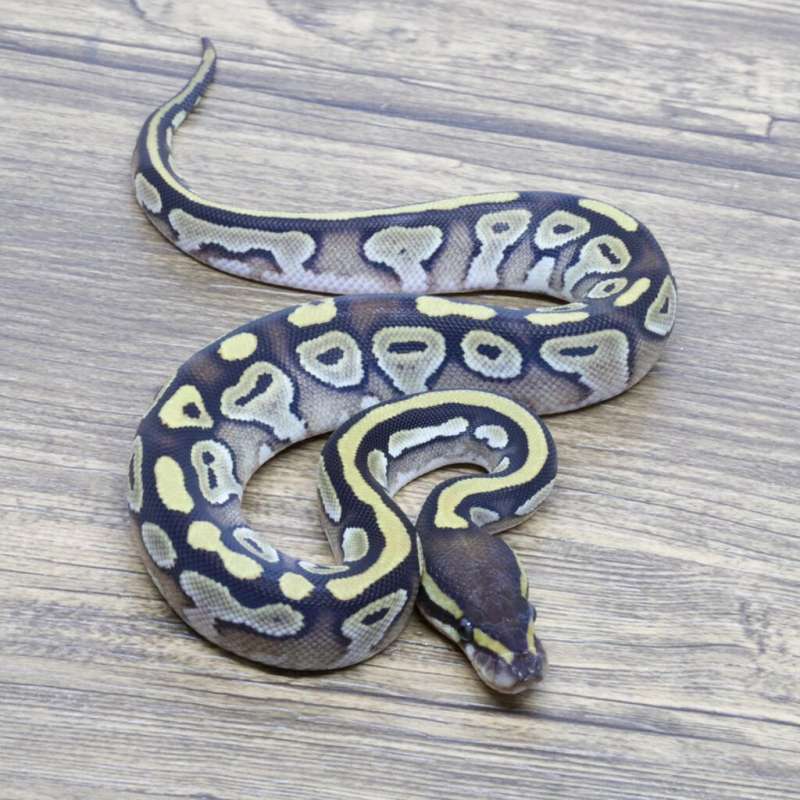 MOJAVE HET PIED HET HYPO