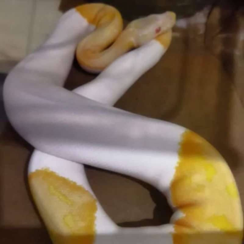 1.0 Albino pied hi white