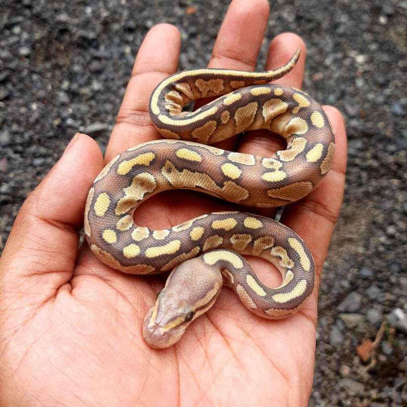 Ball Python Butter Hypo Female