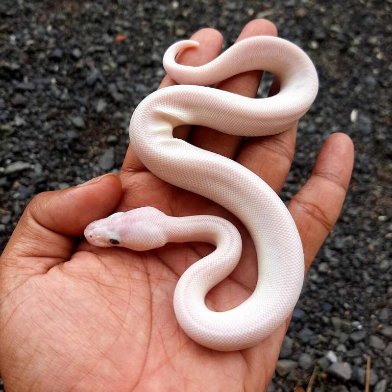Ball Python BEL (Blue Eyed Leucistic) / Lucy Hypo Poss Pinstripe Female (Super Butter)