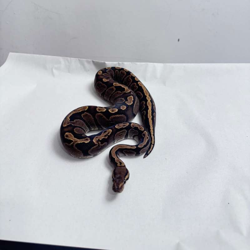 Ball Python GHI Female