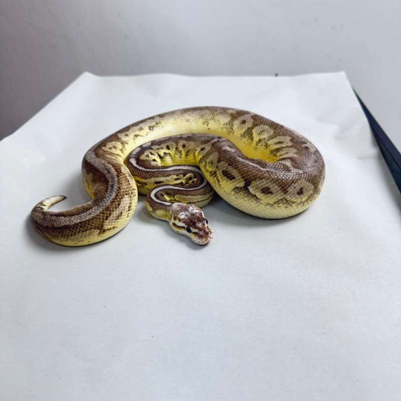 Ball Python Sterling Female