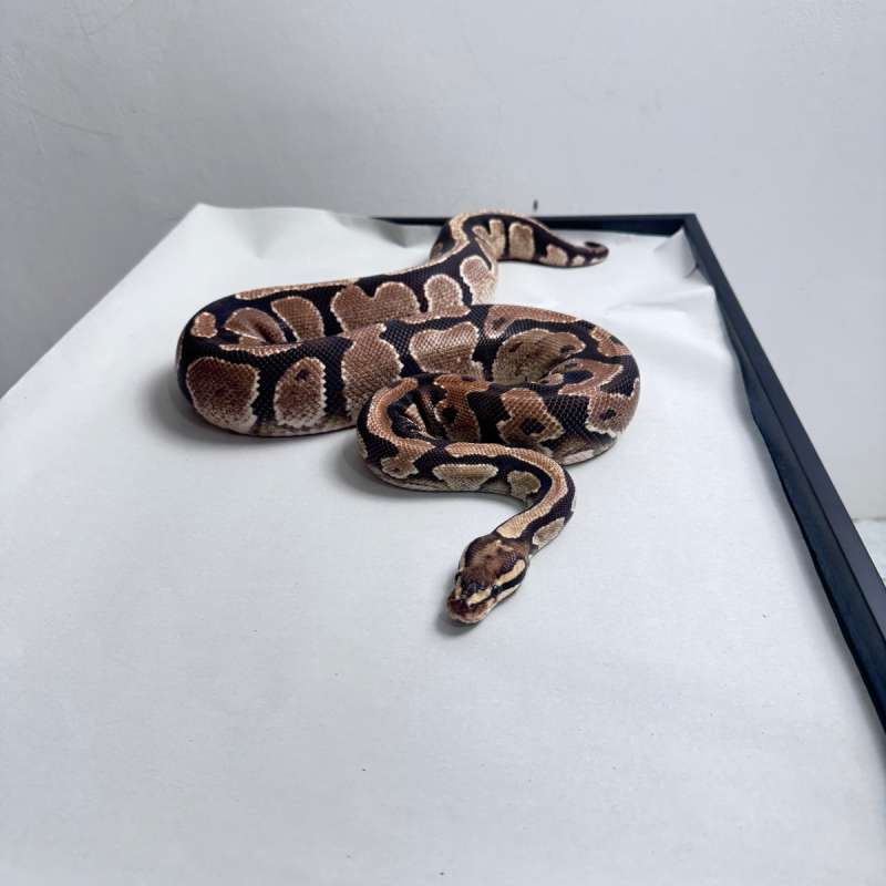 Ball Python Fire ph Lavender Female