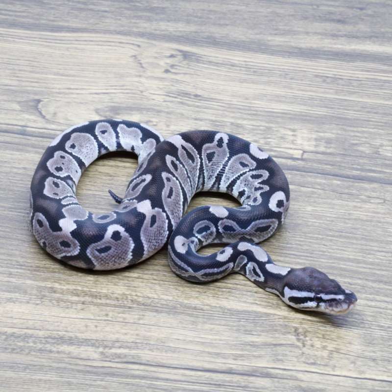 AXANTHIC VPI 66% HET PIED