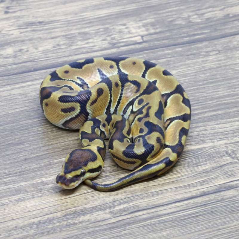 ENCHI YELLOW BELLY HET PIED HET CLOWN