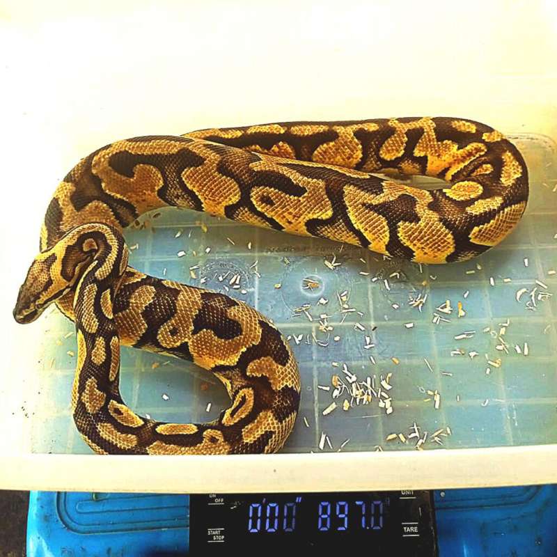 Pastel enchi het clown