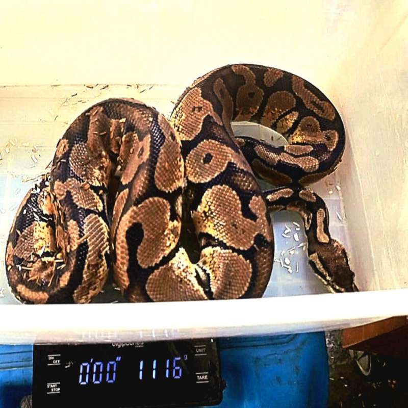 0.1 Pastel Adult