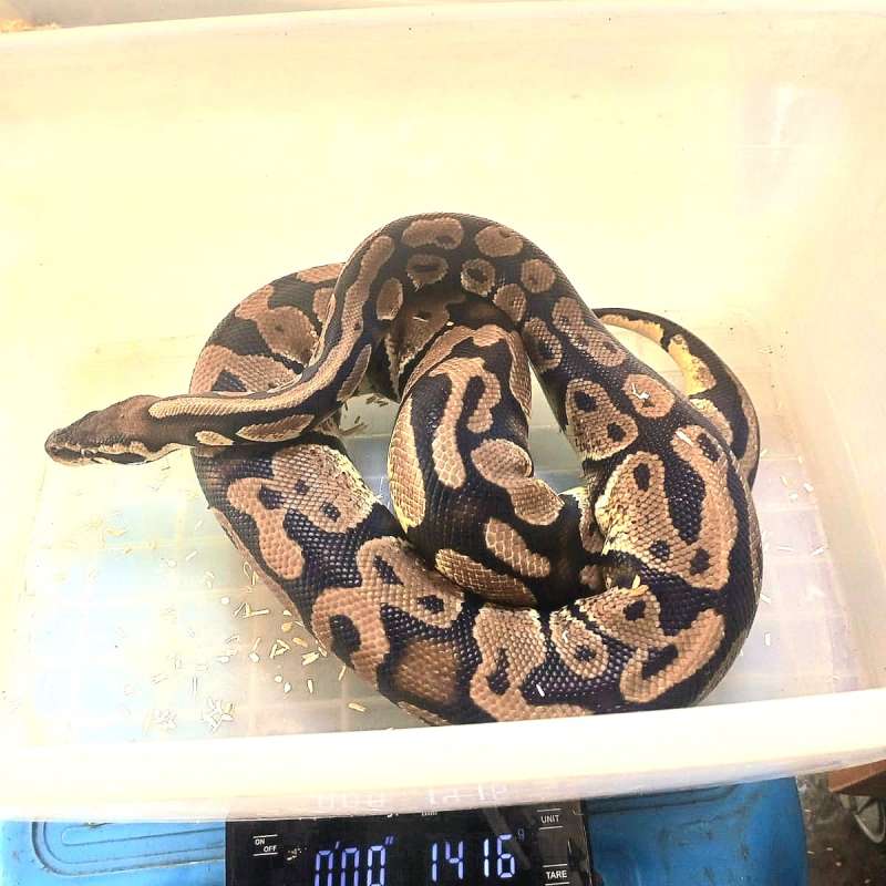 0.1 Pastel Adult