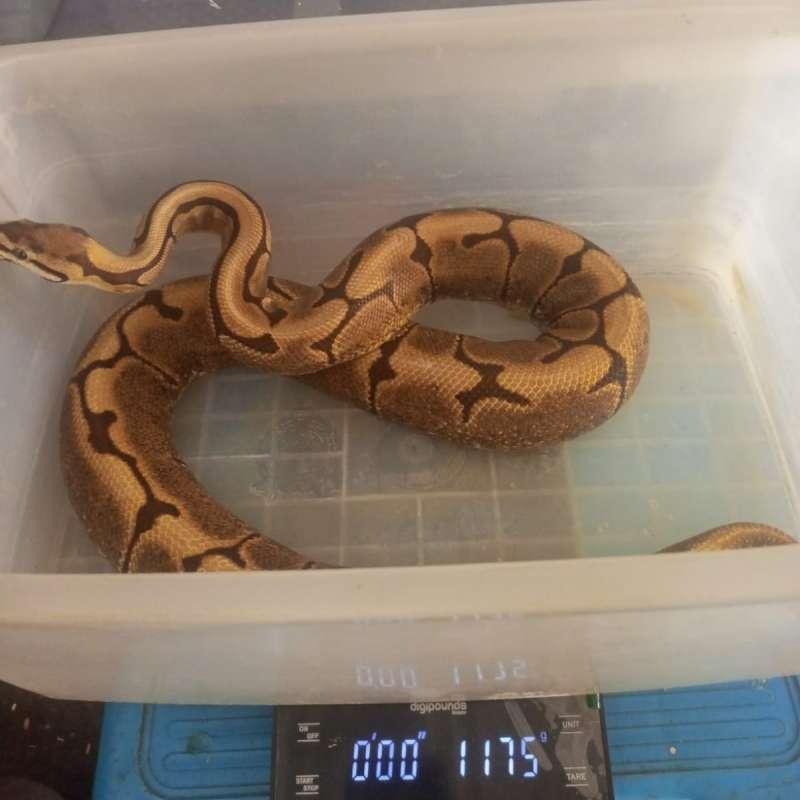 0.1 Spider het pied Adult