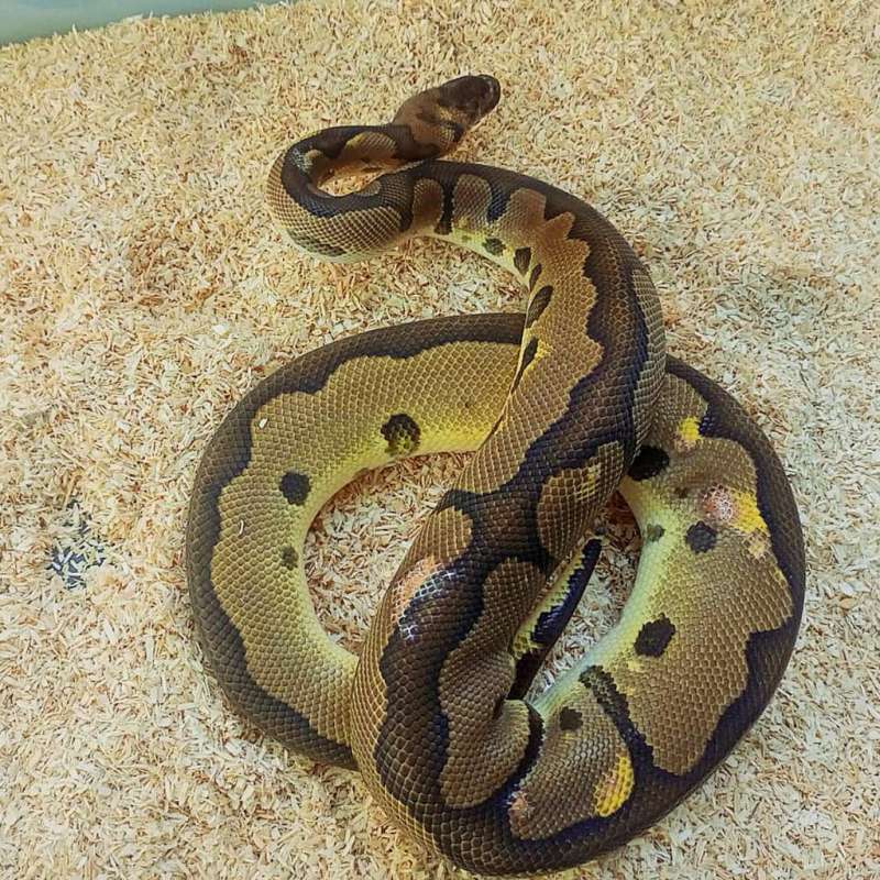 1.0  Leopard het Clown Adult