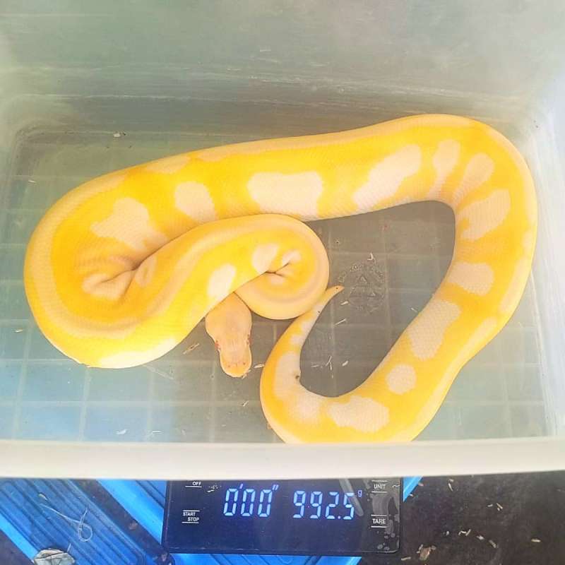 0.1 Mojave Albino Adulf