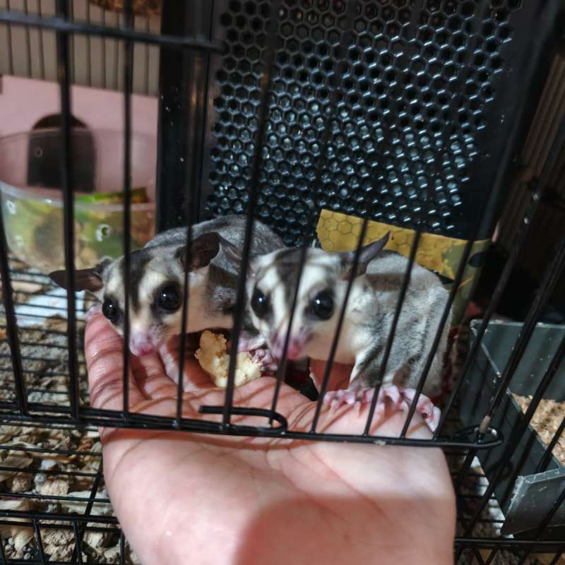 Sugar glider white face sepasang plus kandang, adult 7 dan 8 bulan