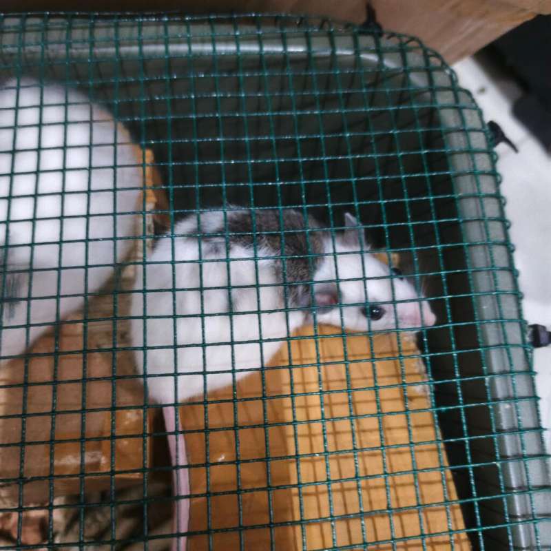 Asf African soft fur