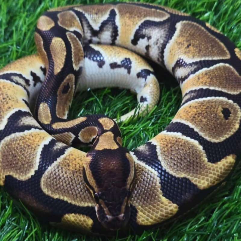 Normal Het Clown Ball Python