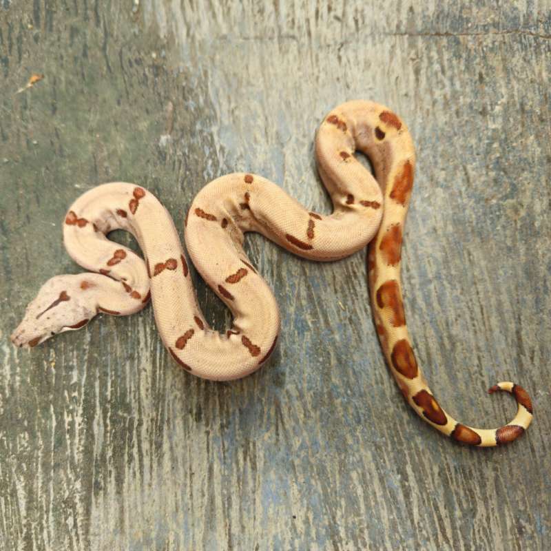 Boa Super Hypo Jungle