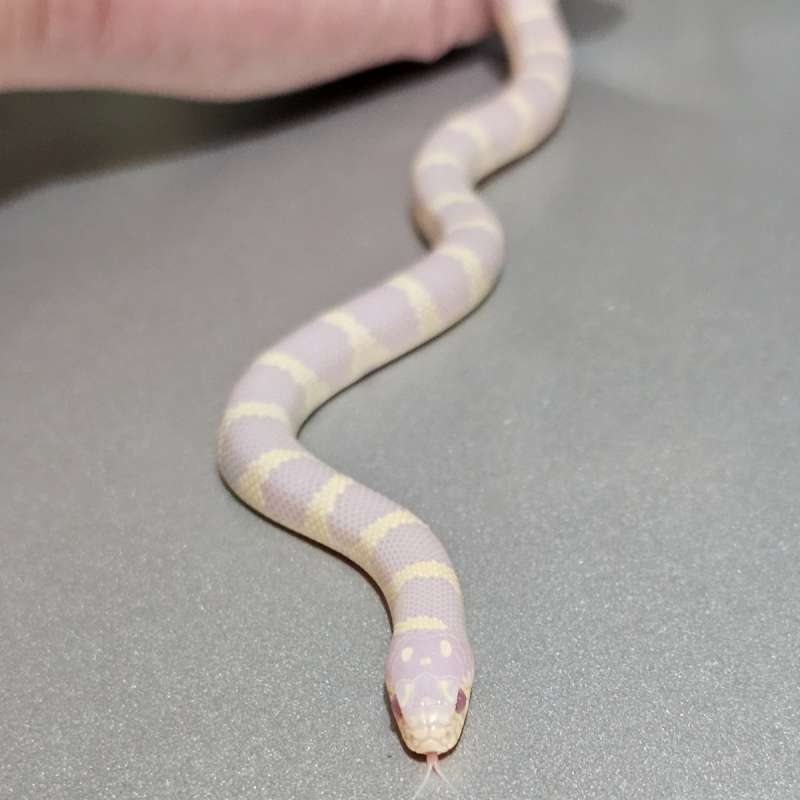 [Hybrid] Super Cali Banana Albino