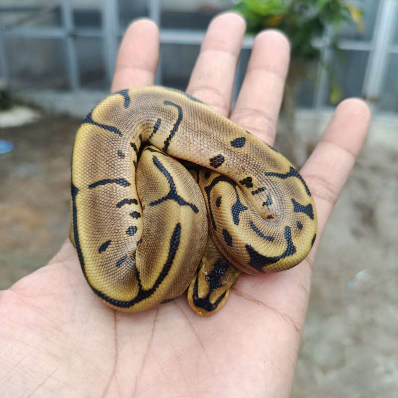 ball python leopard spider