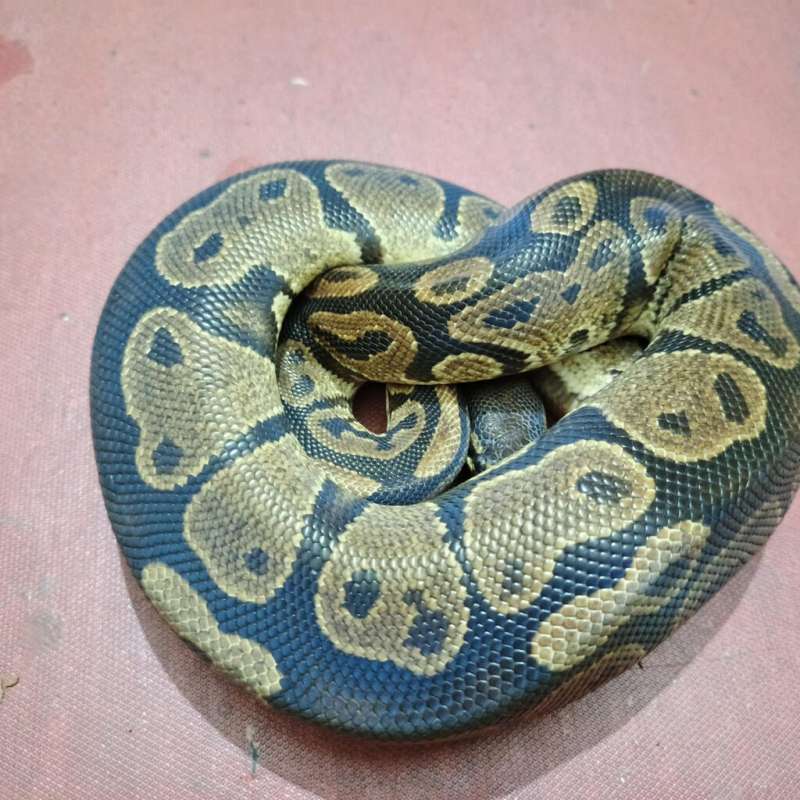 Ball python Normal