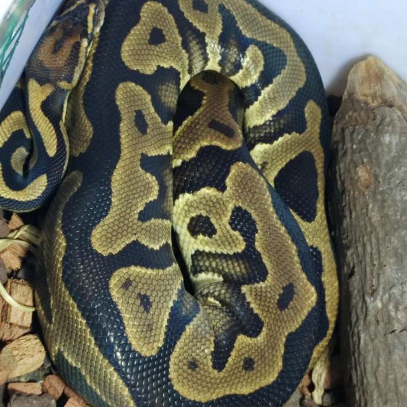 F Ball Python Leopard orange dream Yellow Belly