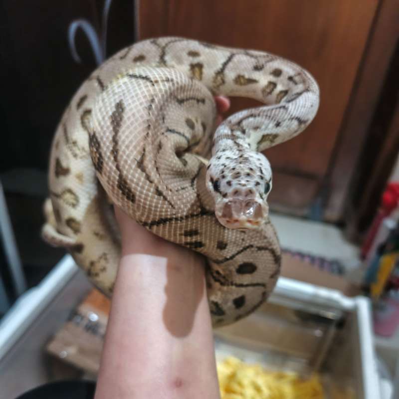 SPOTNOSE PASTEL CLOWN
