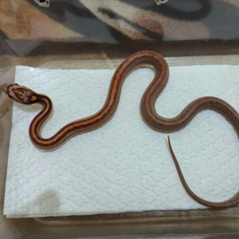 Motley Tessera het Amel Anery Caramel