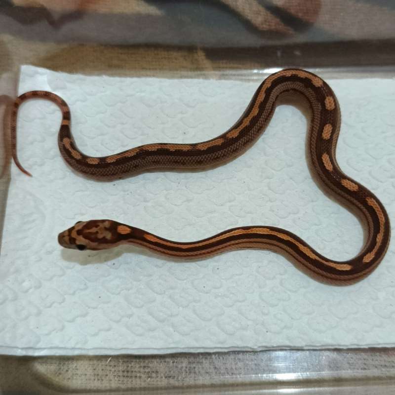 Motley het Amel Anery Caramel