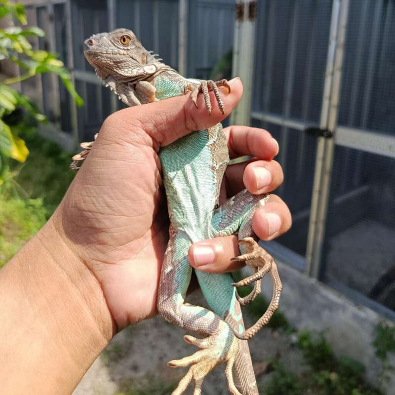 red axantic iguana
