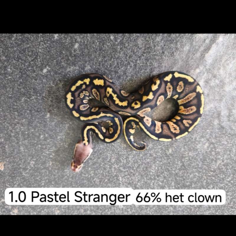 Pastel Stranger het Clown