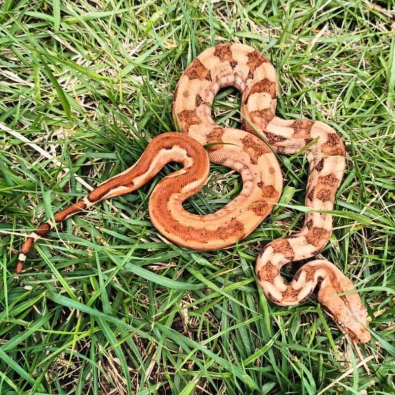 BOA Sunset Het T+ 50%