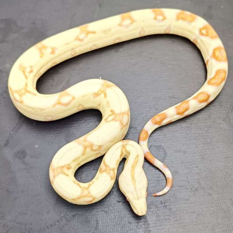 Boa Albino Kahl