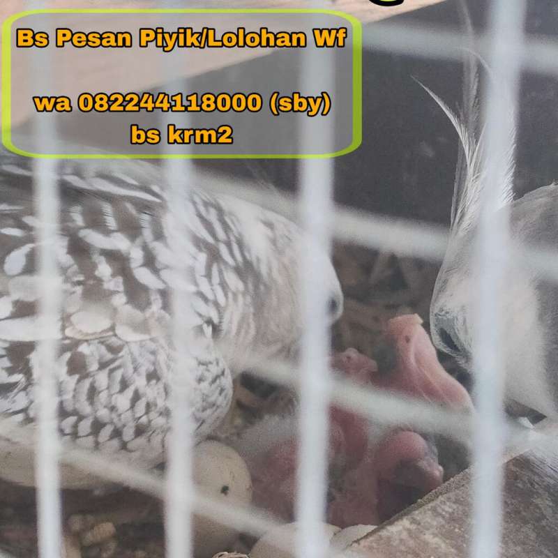 Telur/Piyik/Loloh Falk Wf