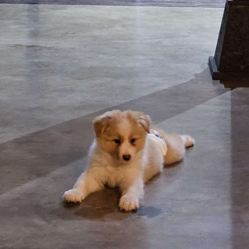 Border collie Lemon showline