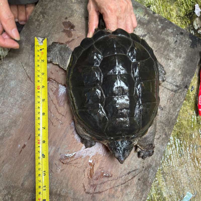 Kura Kura CST (Common Snapping Turtle)