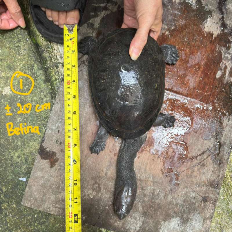 Kura Kura Leher Panjang / Siebenrocki