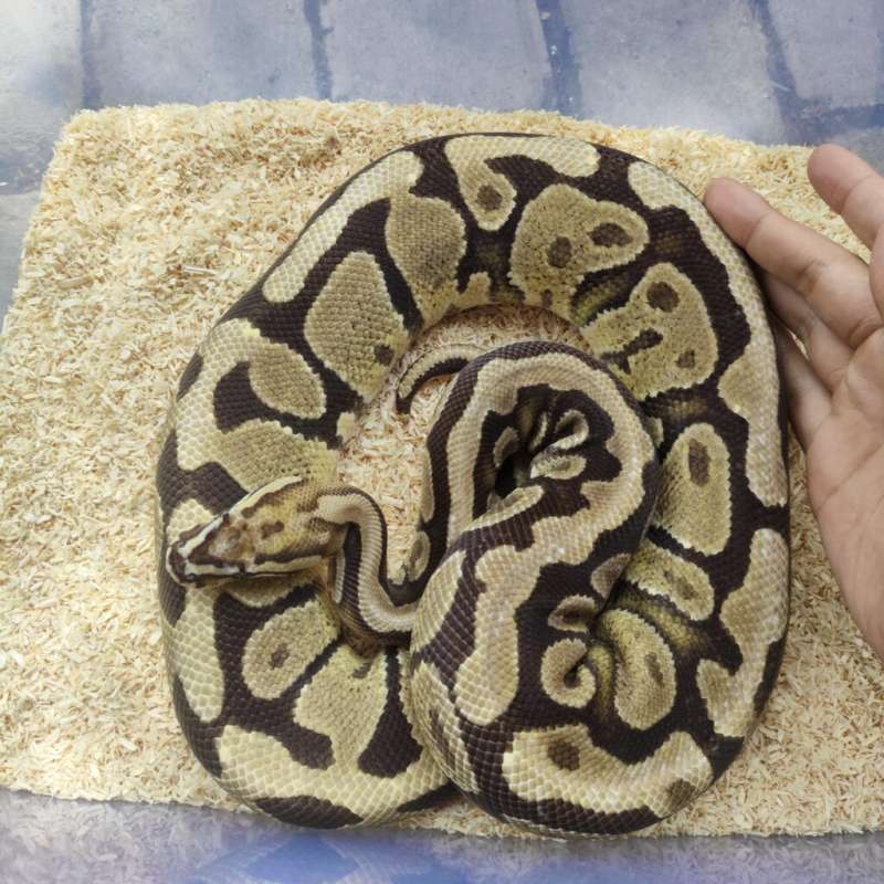 Fire spotnose het clown